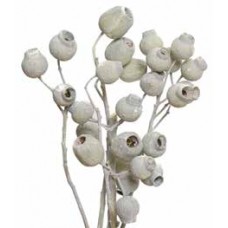 BELLGUM BRANCH Frosted Green 5-7 Pods-